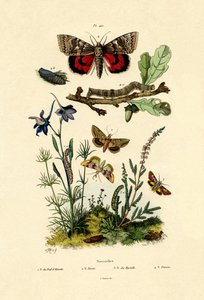Moths